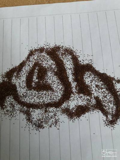 فروش پونه بذر