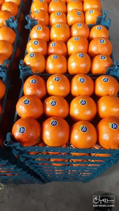 فروش پرتقال