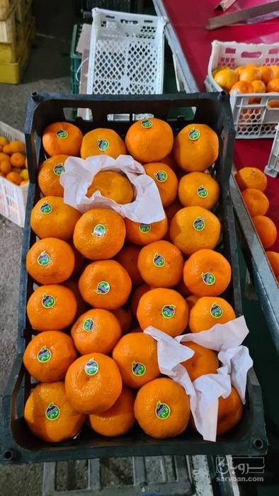 فروش نارنگی برگی