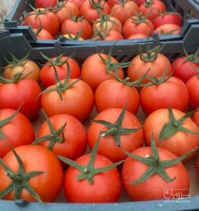 فروش گوجه فرنگی 4129