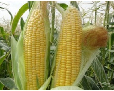 فروش ذرت دانه ای
