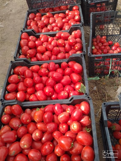 فروش گوجه فرنگی