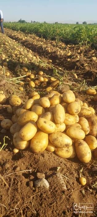 فروش سیب زمینی
