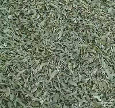 فروش نعناع خشک