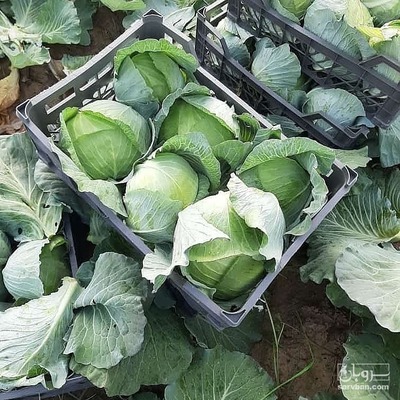 فروش کلم برگی سفید