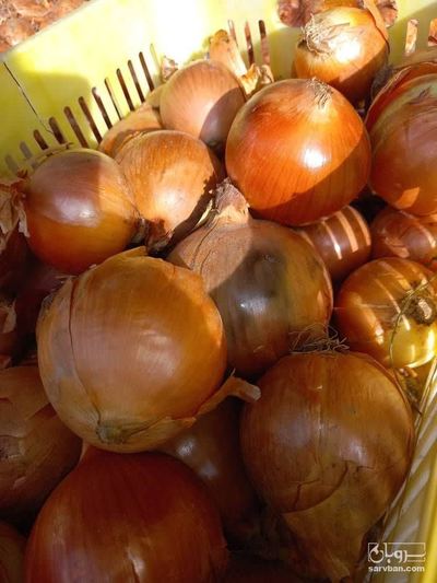 فروش پیاز زرد