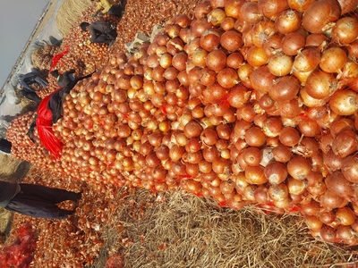 فروش پیاز زرد