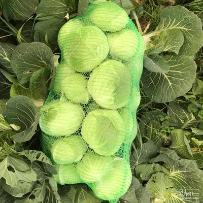 فروش کلم برگی