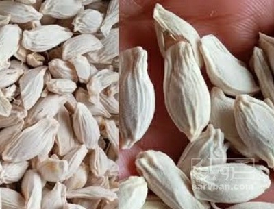 فروش دانه بذری لیمو