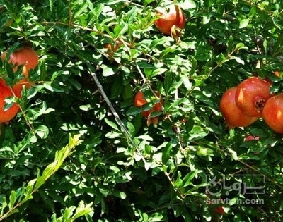 فروش انار توری