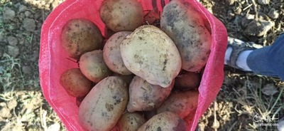 فروش سیب زمینی