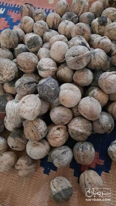 فروش گردو