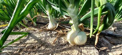 فروش پیاز سفید