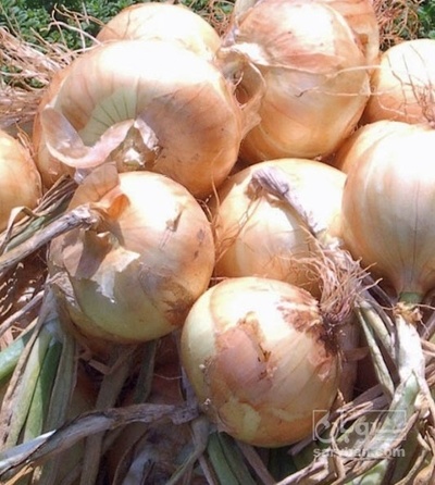 فروش پیاز زرد