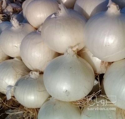 فروش پیاز سفید