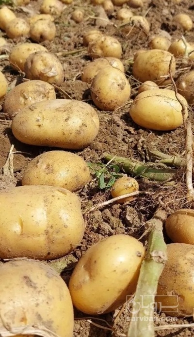 فروش سیب زمینی