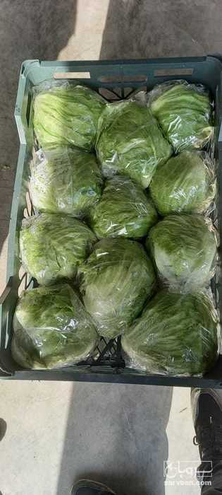 فروش کاهو ایسبرگ