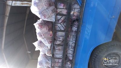 فروش کلم قرمز