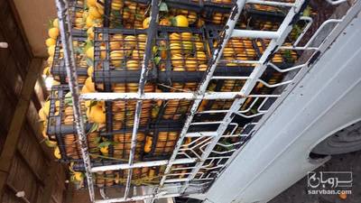فروش پرتقال