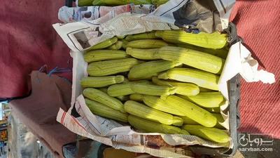 فروش کدو  سبز