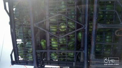 فروش فلفل دلمه ای