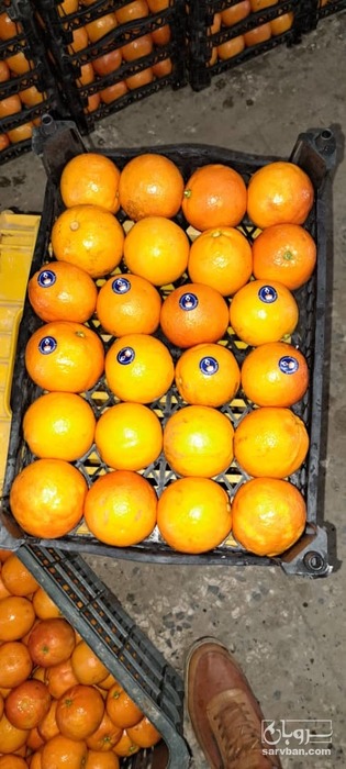 فروش پرتقال خونی