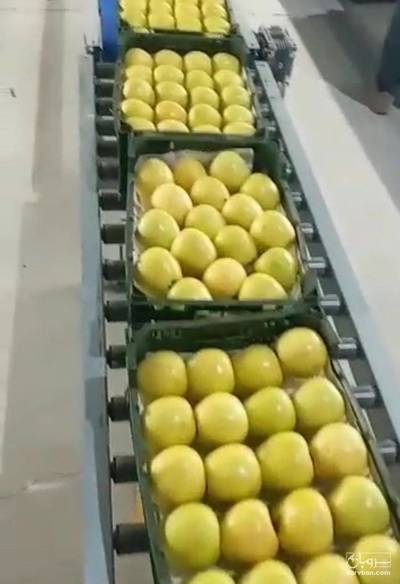 فروش سیب زرد