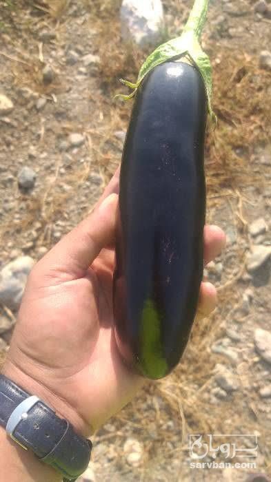 فروش بادمجان قلمی