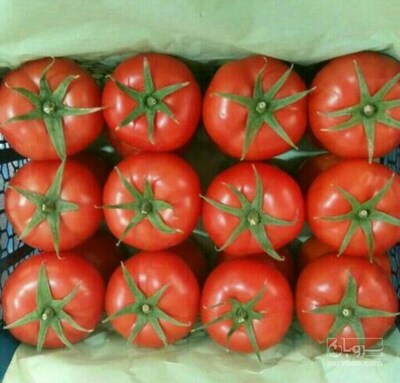 فروش گوجه فرنگی