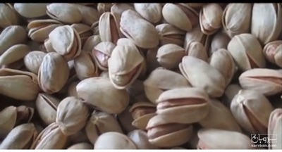 فروش پسته اکبری انس۲۴-۲۶