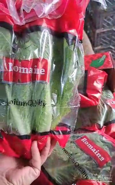 فروش کاهو رمانو