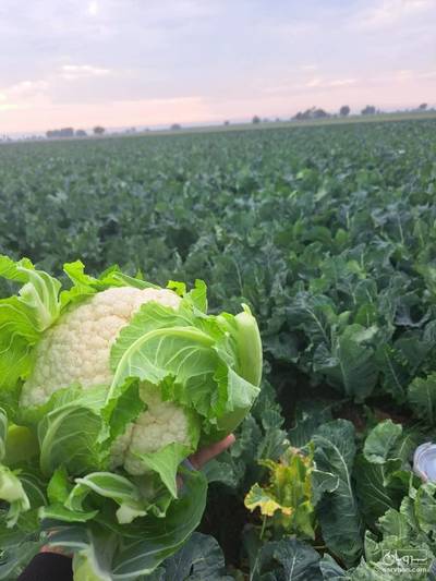 فروش گل کلم