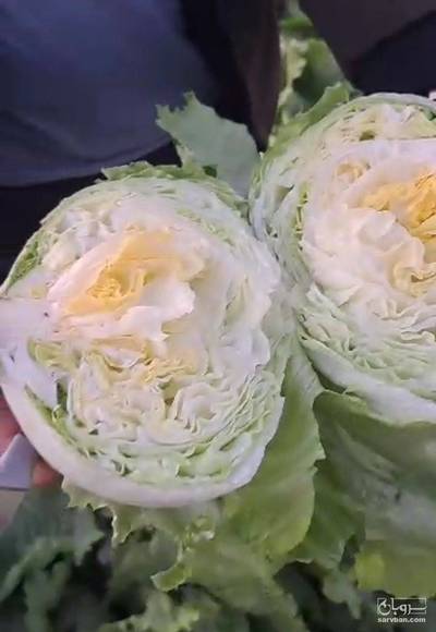 فروش کاهو ایسبرگ