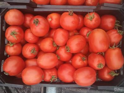 فروش گوجه فرنگی