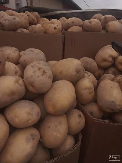 فروش سیب زمینی