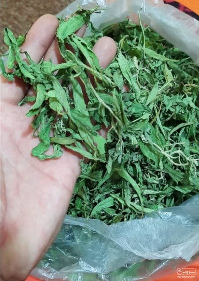 فروش استویا