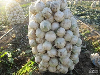 فروش پیاز سفید