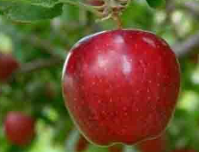 فروش سیب قرمز