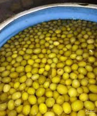 فروش زیتون کنسروی