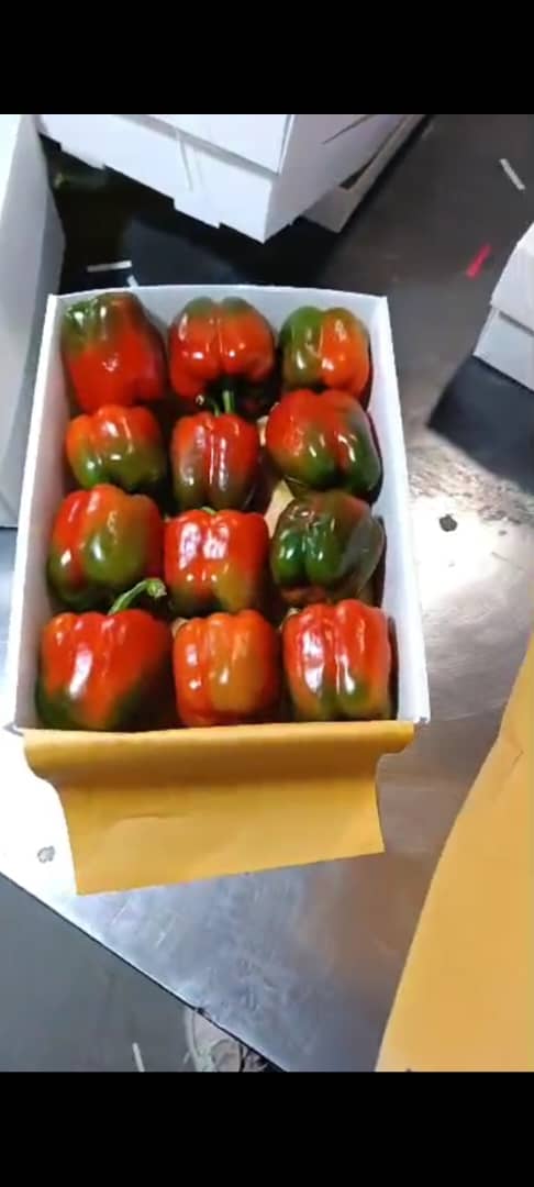 فروش فلفل دلمه ای