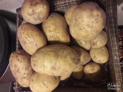 فروش سیب زمینی