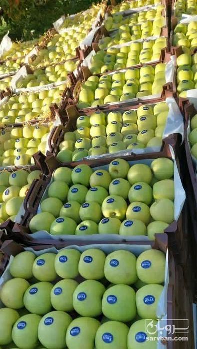 فروش سیب زرد