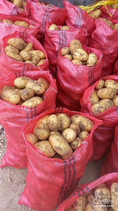 فروش سیب زمینی جلی