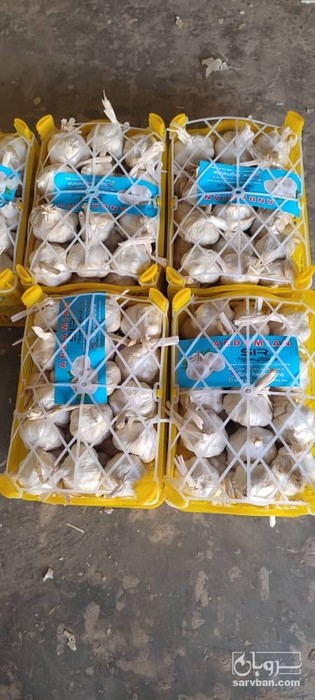 فروش سیر سفید لوکس