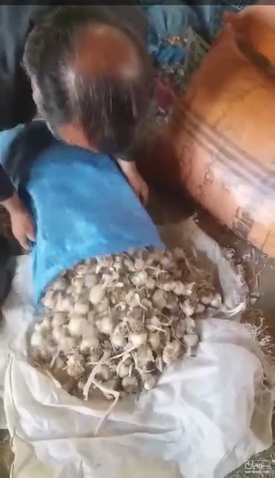 فروش سیر خشک لشگری توری