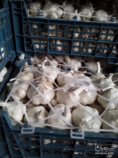 فروش سیر درجه یک