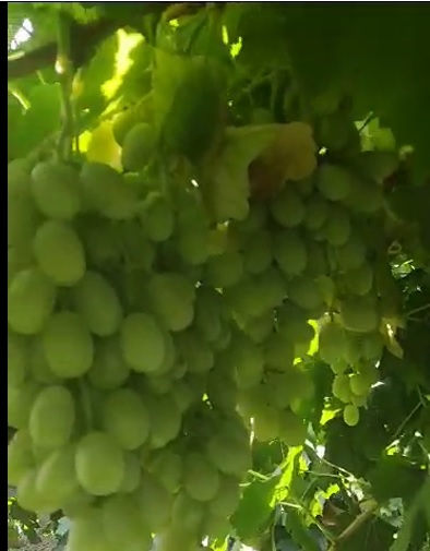 فروش انگور  ریش بابا