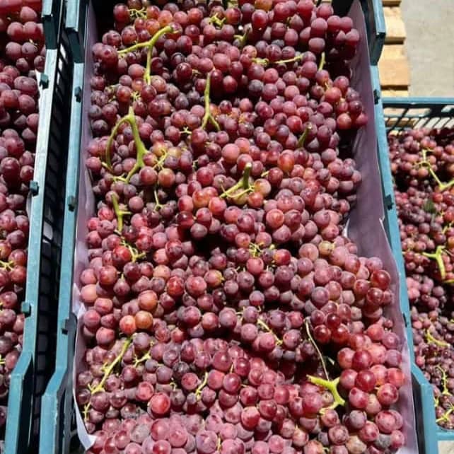فروش انگور قرمز