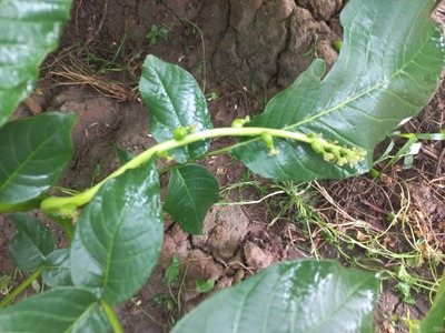 فروش نهال گردو