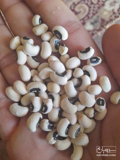 فروش لوبیا چشم بلبلی